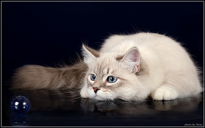 click for enlarge 1024 X 640 186,0 Kb picture