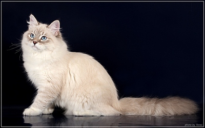 click for enlarge 1024 X 640 183,9 Kb picture
