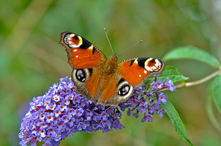 click for enlarge 1920 X 1275 506,2 Kb picture