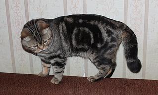 click for enlarge 1024 X 616 106,3 Kb picture