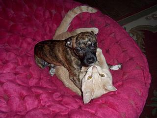 click for enlarge 960 X 720 105,0 Kb picture