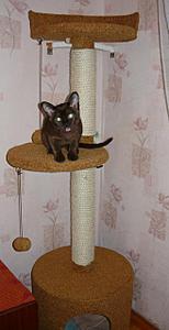 click for enlarge 655 X 1274 117,8 Kb picture