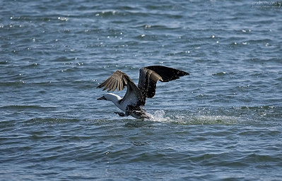 click for enlarge 950 X 611 131,4 Kb picture