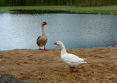 click for enlarge 800 X 571 198,8 Kb picture