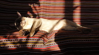 click for enlarge 1920 X 1080 895,3 Kb picture