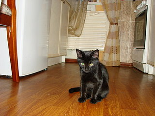 click for enlarge 1920 X 1440 424,5 Kb picture