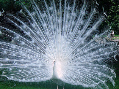 click for enlarge 600 X 450 110,2 Kb picture