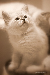 click for enlarge 617 X 927 219,3 Kb picture