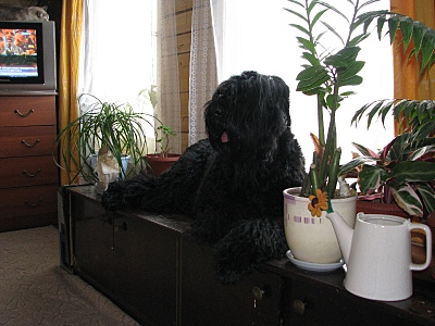 click for enlarge 800 X 600 219,9 Kb picture