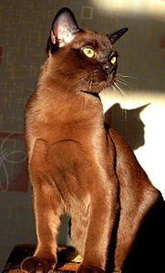 click for enlarge 1545 X 2553 499,9 Kb picture