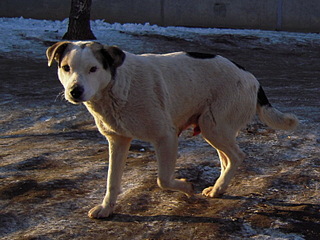 click for enlarge 1600 X 1200 508,3 Kb picture