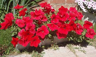 click for enlarge 462 X 275 48,9 Kb picture