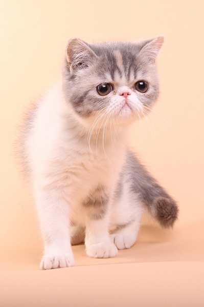 click for enlarge 682 X 1024 194,2 Kb picture