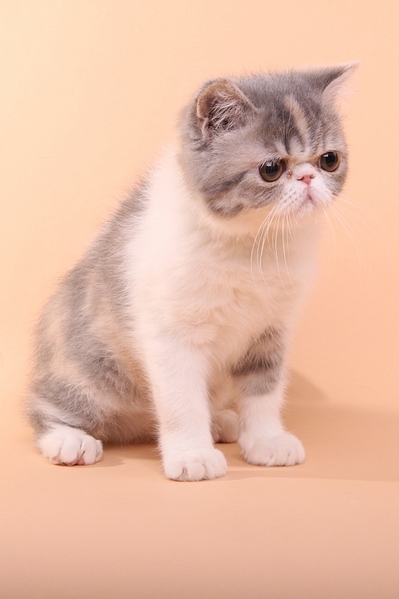 click for enlarge 682 X 1024 200,4 Kb picture