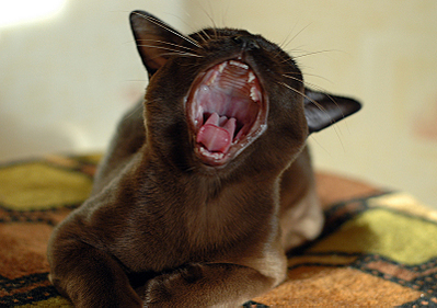 click for enlarge 800 X 563 347,1 Kb picture