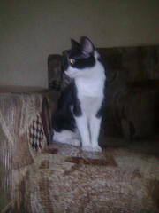 click for enlarge 1200 X 1600 169,2 Kb picture