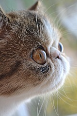 click for enlarge 682 X 1024 155,2 Kb picture