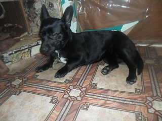 click for enlarge 1920 X 1440 569,8 Kb picture