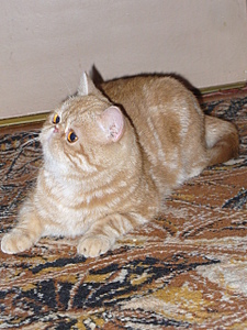 click for enlarge 1920 X 2560 575,5 Kb picture