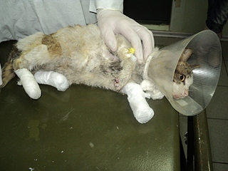 click for enlarge 800 X 600 216,1 Kb picture