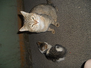 click for enlarge 640 X 480 145,0 Kb picture