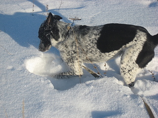 click for enlarge 1920 X 1440 1014,6 Kb picture