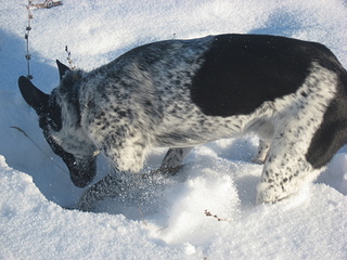 click for enlarge 1920 X 1440 977,4 Kb picture