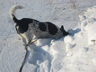 click for enlarge 1920 X 1440 995,1 Kb picture