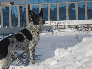 click for enlarge 1920 X 1440 903,7 Kb picture