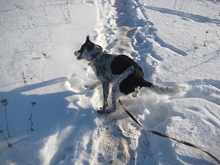 click for enlarge 1920 X 1440 251,1 Kb picture