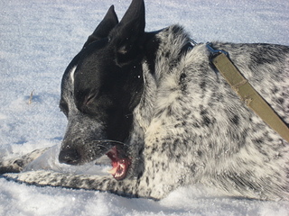 click for enlarge 1920 X 1440 286,3 Kb picture