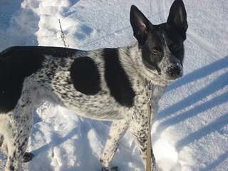 click for enlarge 1920 X 1440 863,5 Kb picture