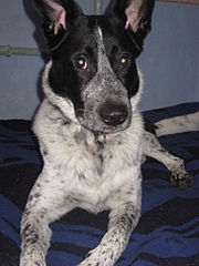 click for enlarge 1536 X 2048 200,4 Kb picture