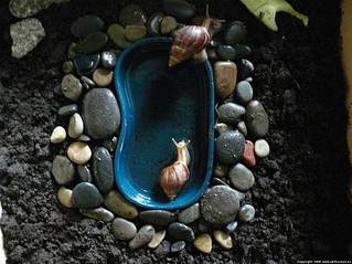 click for enlarge 550 X 412 35,6 Kb picture