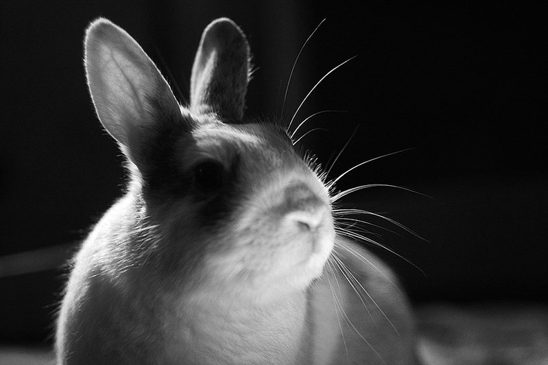 click for enlarge 1000 X 666 476,1 Kb picture