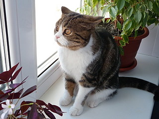 click for enlarge 800 X 600 138,4 Kb picture