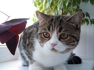 click for enlarge 800 X 600 130,0 Kb picture