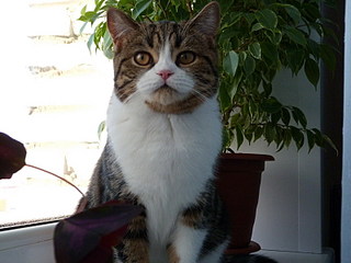 click for enlarge 800 X 600 115,0 Kb picture