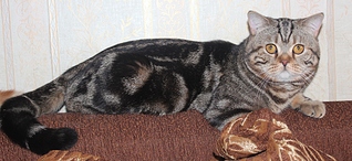 click for enlarge 1024 X 469 331,7 Kb picture