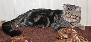 click for enlarge 1024 X 477 101,6 Kb picture
