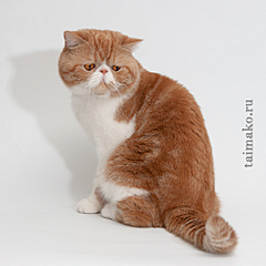 click for enlarge 1000 X 1000 572,3 Kb picture