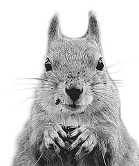 click for enlarge 266 X 317 65,8 Kb picture