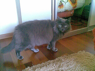 click for enlarge 807 X 605 335,2 Kb picture