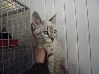 click for enlarge 800 X 600  77,3 Kb picture
