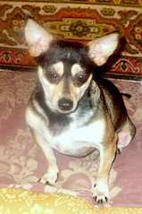 click for enlarge 234 X 352 34,6 Kb picture
