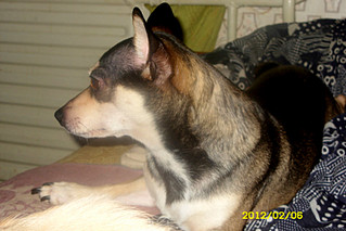 click for enlarge 800 X 533 103,2 Kb picture