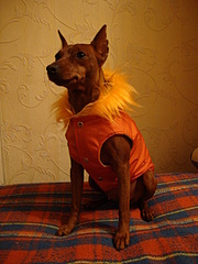 click for enlarge 1920 X 2560 365,8 Kb picture