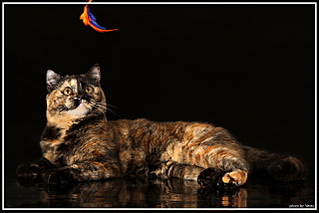 click for enlarge 1280 X 853 400,5 Kb picture