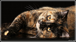 click for enlarge 1280 X 720 474,5 Kb picture