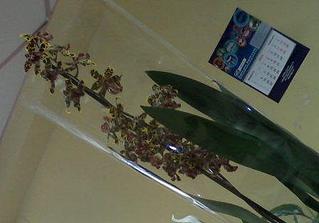 click for enlarge 448 X 313 27,1 Kb picture